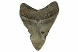 Fossil Megalodon Tooth - North Carolina #351179-1